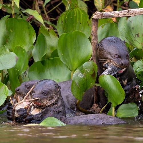 Reuzenotters van de Amazone