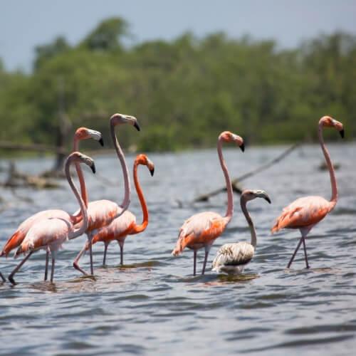 Flamingo's, Suriname