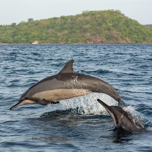 Sri Lanka, Dolfijnen in Trincomalee
