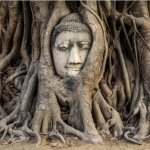Ayutthaya - Buddha in tree