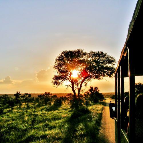 Op safari in Krugerpark