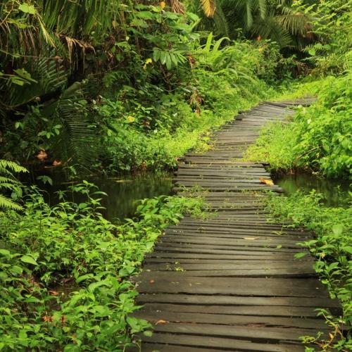 Bigodi Wetlands