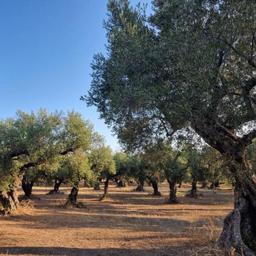 Zakynthos, olijfbomen