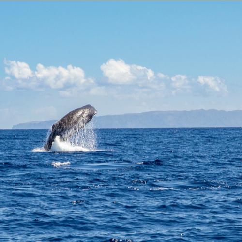 ‘Walvissen & dolfijnen spotten per catamaran op Madeira