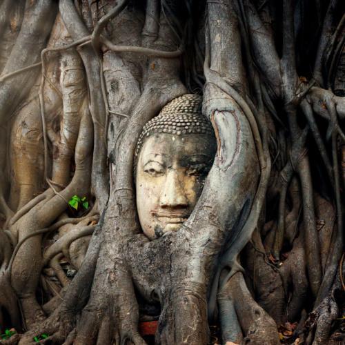 Wat Mahthat, Boeddha in een boom 