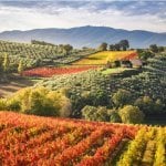 Montefalco wijngaarden en olijfbomen