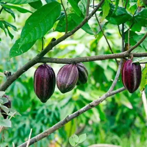 Cacao bonen, Bali