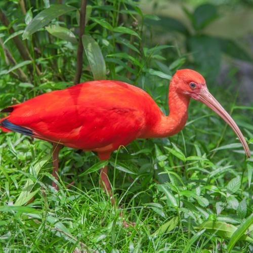 Rode Ibis