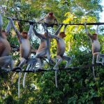 Aapjes in Kinabatangan