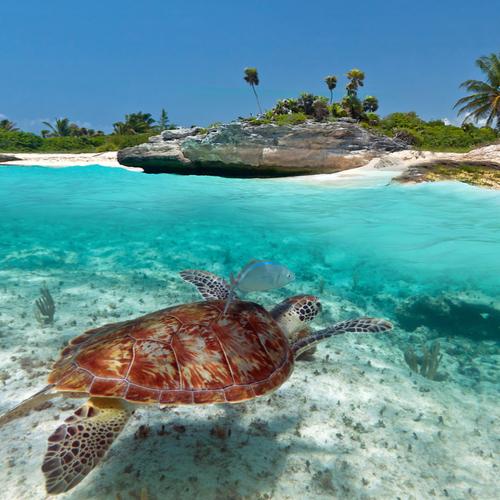 Schildpad