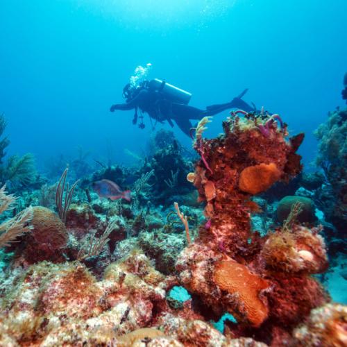 Varadero, duiken