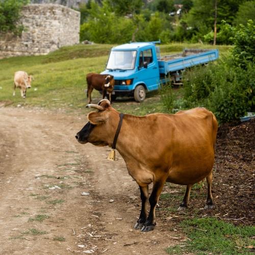 Plattelandsleven in Theth & omgeving