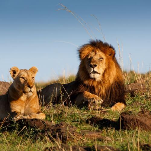 Serengeti, Leeuwen