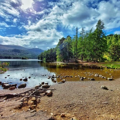 Rothiemurchus Forest