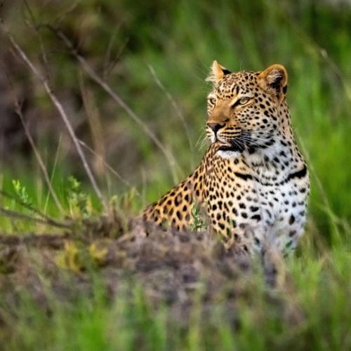 Luipaard in Okavango Delta