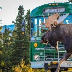 Denali Tundra Wilderness Tour