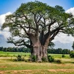 Baobab boom, Hoedspruit