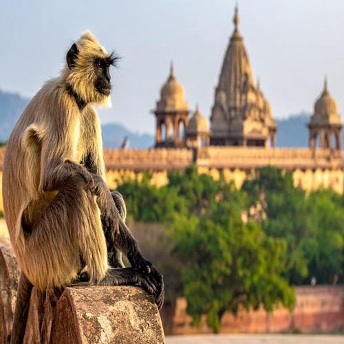 Aap Ranthambore