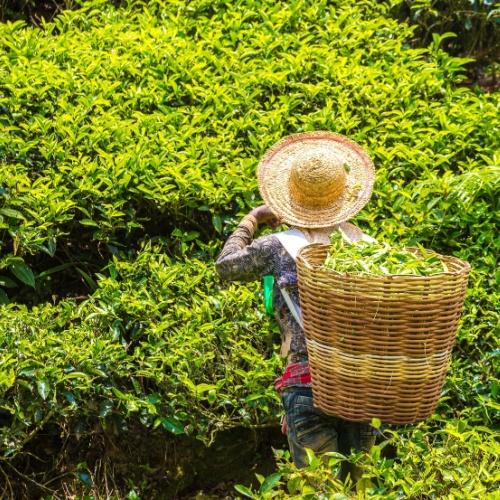 Theeplantage