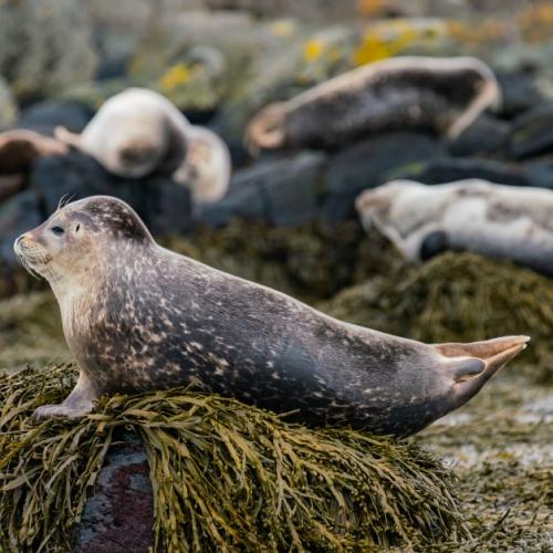 Zeehonden op het strand Ytri Tunga 