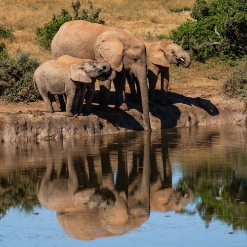 Olifanten in Addo Nationaal Park