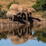 Addo Nationaal Park