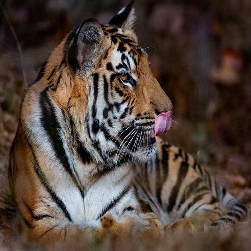 tijger, Kanha Nationaal Park