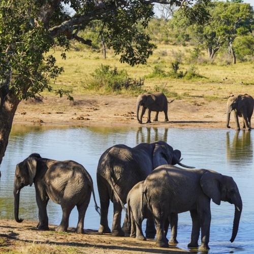 OIifanten in het Kruger Nationaal Park