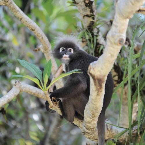 Monkey Langkawi