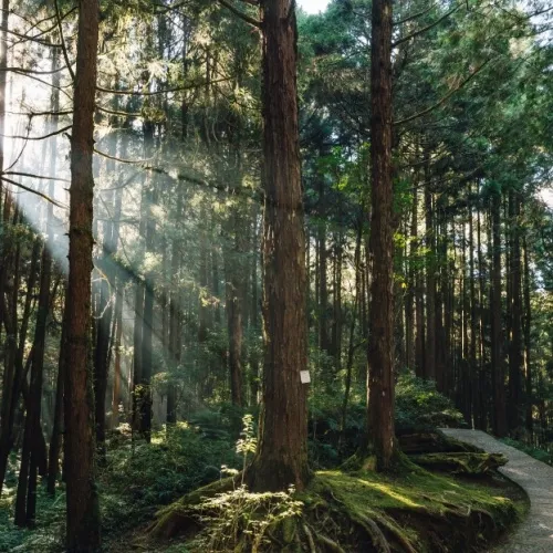 Alishan NP