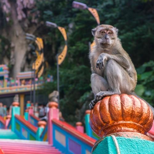 Een aap bij de Batu Caves