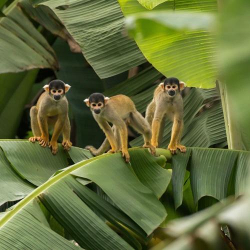 Apen in Tambopata