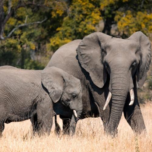 Olifanten bij Kruger nationaal park