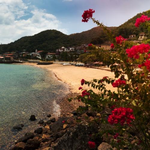 Isla Taboga, rode bloemen