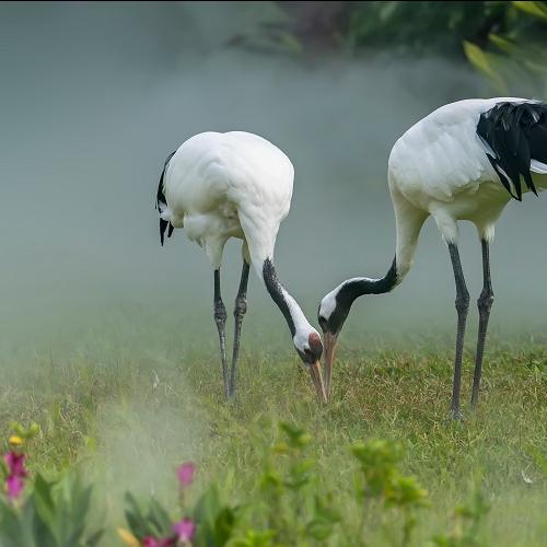 Japanse Kraanvogels