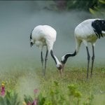 Japanse Kraanvogels