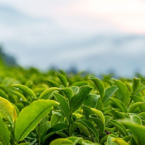 Groene theebladeren