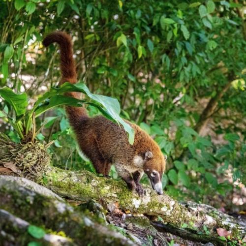 Neusbeer in Tikal