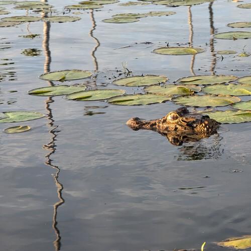 Kaaiman, Caiman Cocha