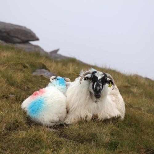 Dingle, schapen