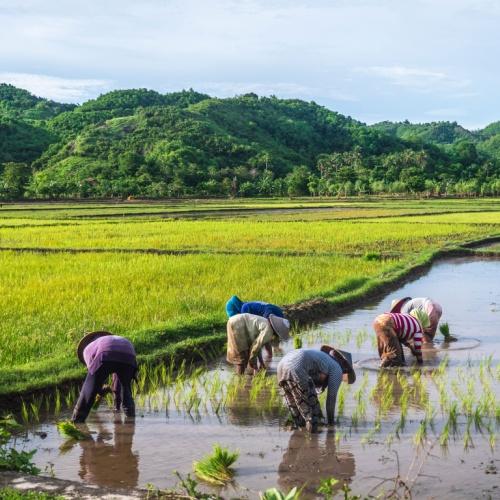 Rijst landbouw Tetebatu, Lombok