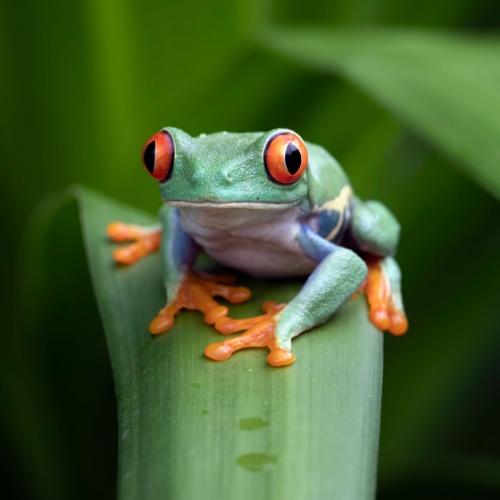 Roodoogmakikikker in Costa Rica