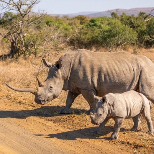 Witte neushoorn, Hluhluwe-iMfolozi Park