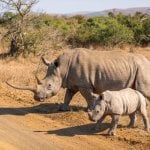 Witte neushoorn, Hluhluwe-iMfolozi Park