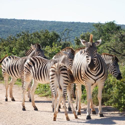 Zebra's, Addo Nationaal Park