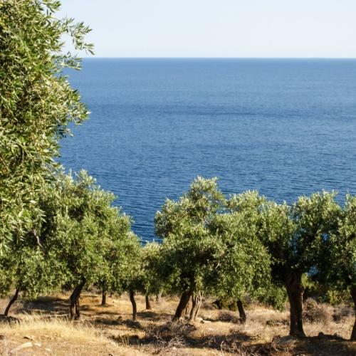 Thassos, olijfbomen