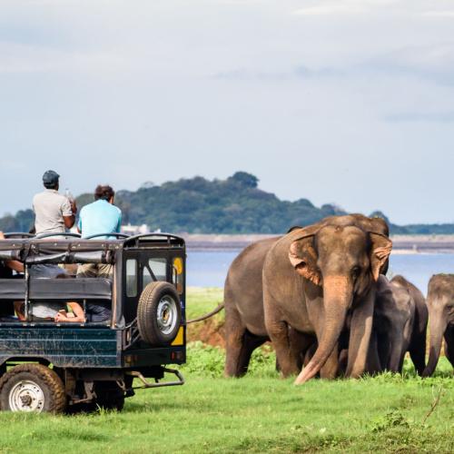 Jeep Safari Minneriya Nationaal Park