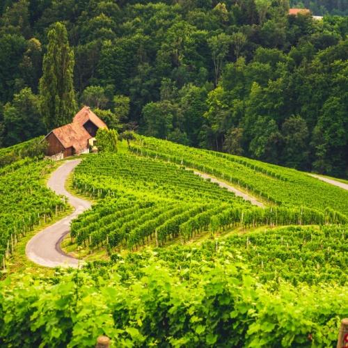 Slovenië, wijnranken
