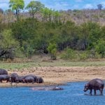 Nijlpaarden, Kruger Nationaal Park (Hazyview)