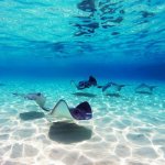 Stingray City